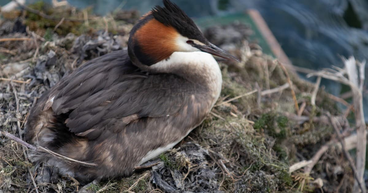 What's been killing the 'bird of the century' in Hāwea?