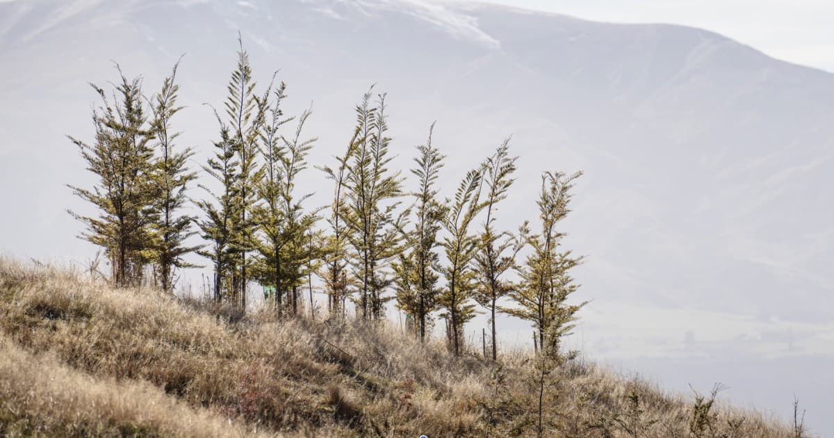 Native forest to 'recloak' Coronet mountain range