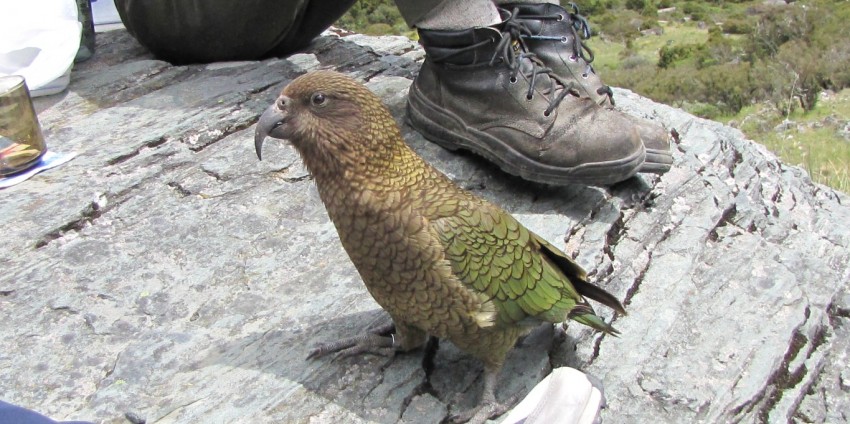 Guided Walks - Full Day Routeburn Nature Walk